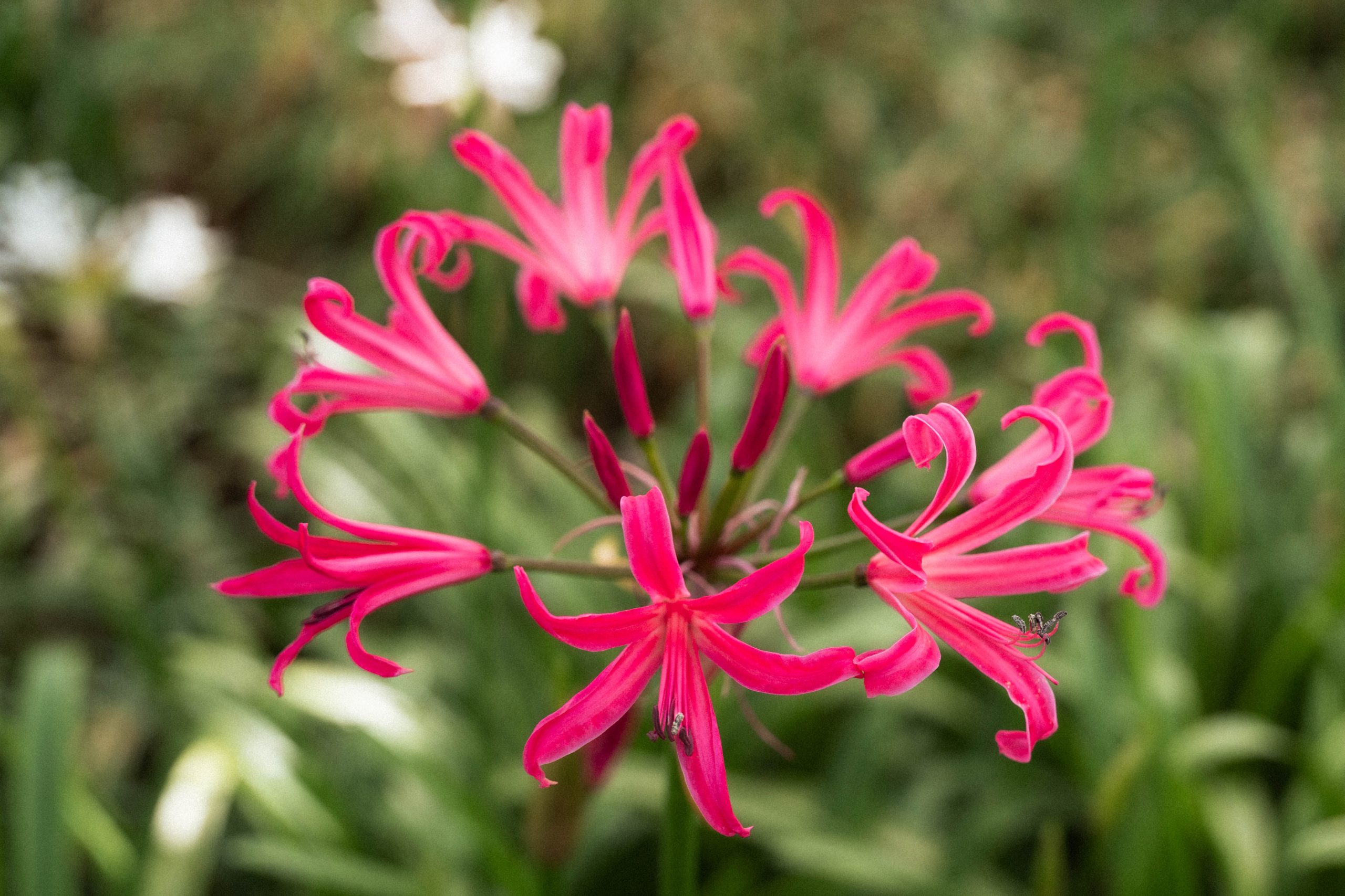 Nerine-16